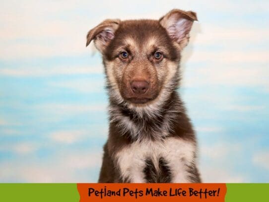 [#1787] Liver Male German Shepherd Dog Puppies For Sale