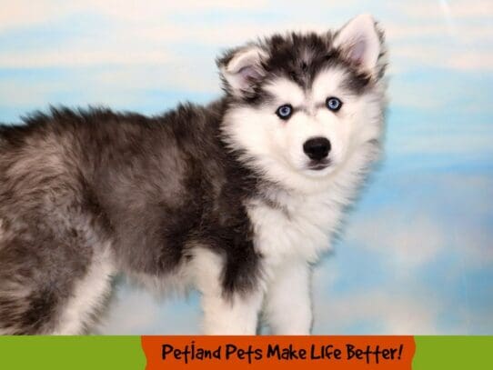 [#1788] Black / White Female Huskimo Puppies For Sale