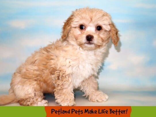 [#1792] Apricot Female Bichapoo Puppies For Sale