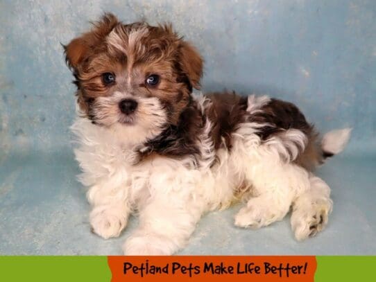 [#1979] Sable / White Male Havanese Puppies For Sale
