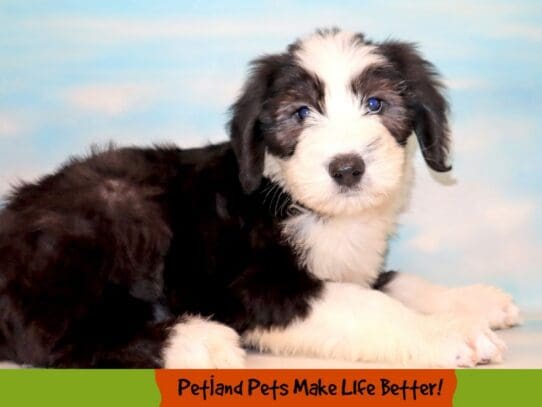 [#1799] Black / White Female Old English Sheepdog Puppies For Sale