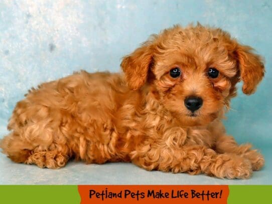 [#2002] Cinnamon Female Poodle Puppies For Sale