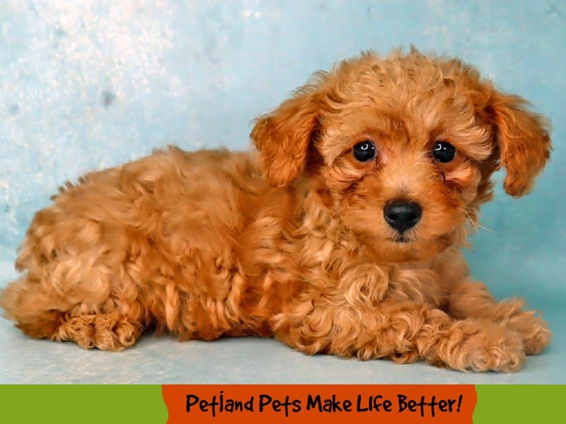 Poodle - 2002 Image #1