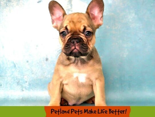 [#2005] Fawn Female French Bulldog Puppies For Sale