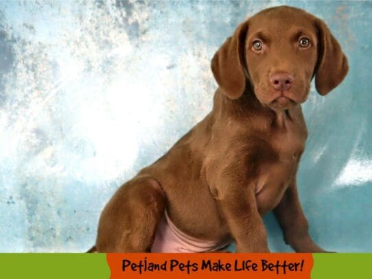 [#2008] Brown Male Chesapeake Bay Retriever Puppies For Sale