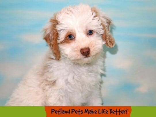 [#1805] White Female Cotonpoo Puppies For Sale