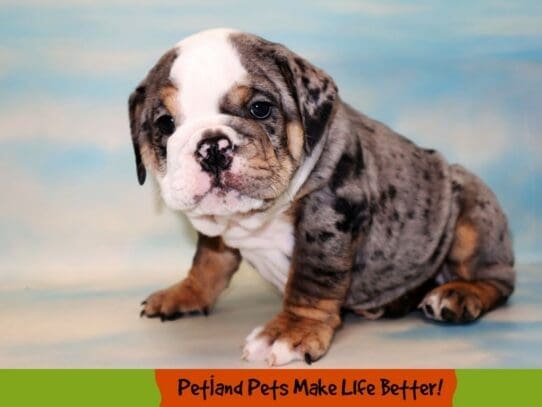 [#1807] Black Merle Male Bulldog Puppies For Sale