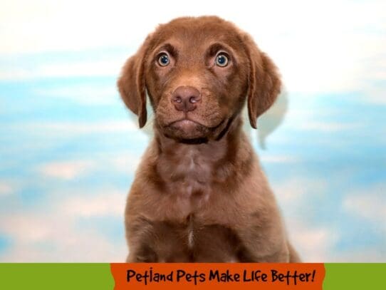 [#1811] Brown Male Chesapeake Bay Retriever Puppies For Sale
