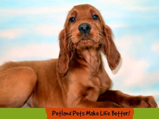 [#1813] Red Female Irish Setter Puppies For Sale