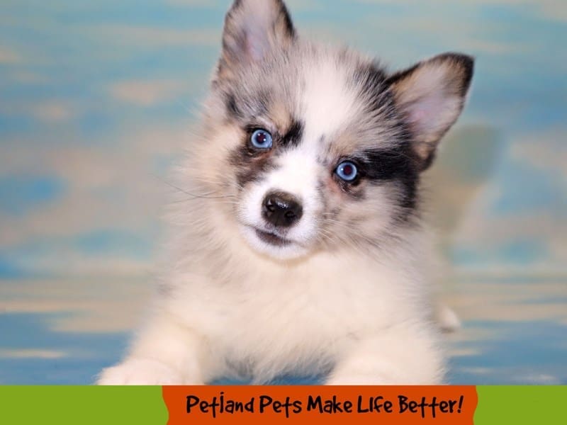 Pomsky 2nd Gen - 1819 Image #1