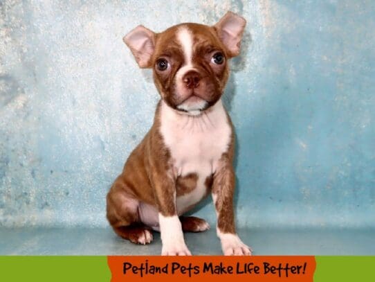 [#2013] Red / Brindle Male Boston Terrier Puppies For Sale