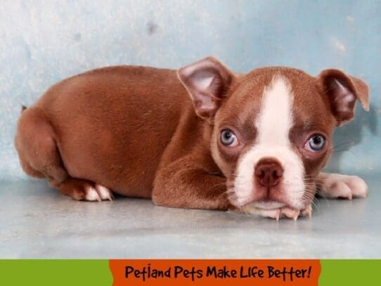 [#2014] Champagne Male Boston Terrier Puppies For Sale