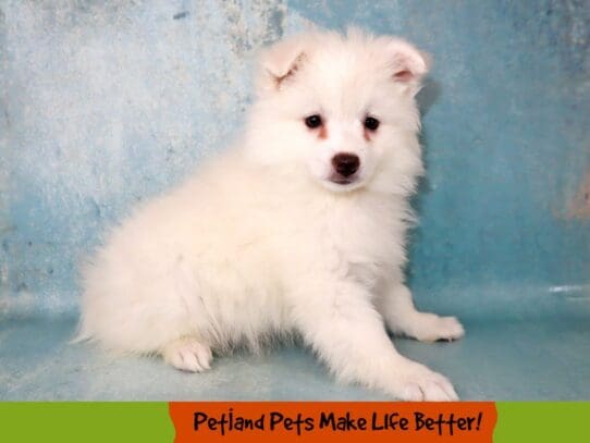 [#2020] White Female American Eskimo Puppies For Sale