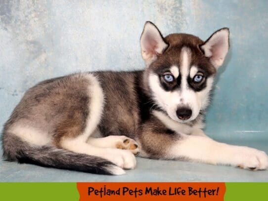 [#2021] Black / White Female Siberian Husky Puppies For Sale