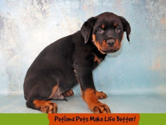 [#2022] Black / Rust Male Rottweiler Puppies For Sale