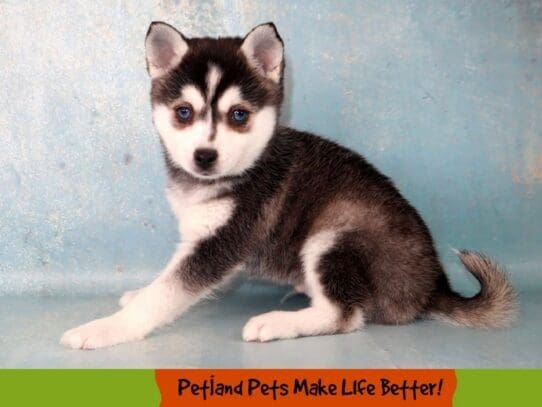 [#2025] Black Male Alaskan Klee Kai Puppies For Sale