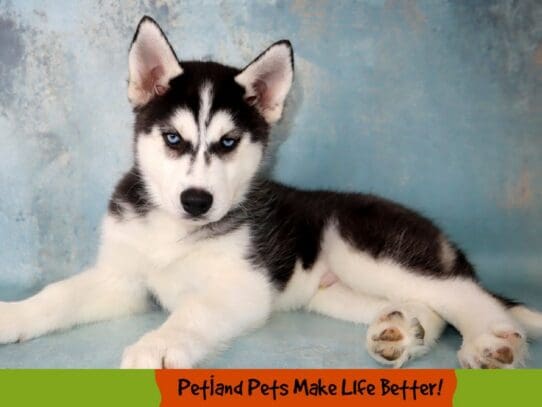 [#2031] Black and White Male Siberian Husky Puppies For Sale