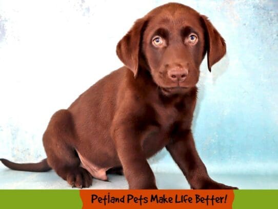 [#2034] Chocolate Male Labrador Retriever Puppies For Sale