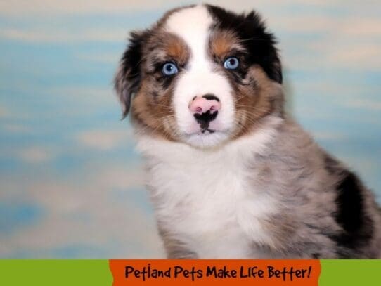 [#1825] Blue Merle Male Miniature Australian Shepherd Puppies For Sale