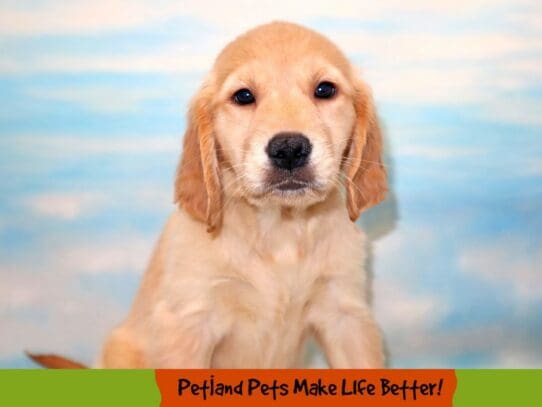 [#1826] Light Red Female Golden Retriever Puppies For Sale
