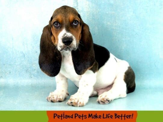 [#2039] Black White / Tan Male Basset Hound Puppies For Sale