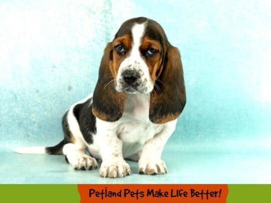 [#2040] Black White and Tan Female Basset Hound Puppies For Sale