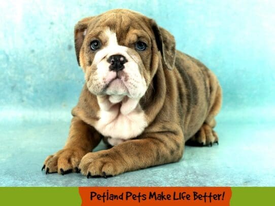 [#2045] Blue Fawn Merle Male Bulldog Puppies For Sale