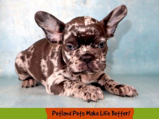 [#2054] Blue Merle Male French Bulldog Puppies For Sale