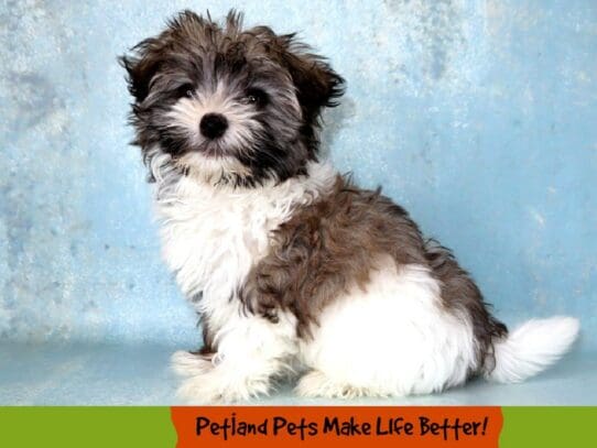 [#2038] Sable / White Female Havanese Puppies For Sale