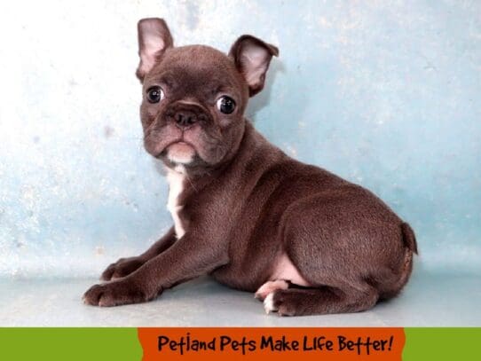[#2016] Blue Male Frenchton Puppies For Sale