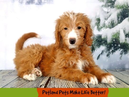 [#2074] Red Female Goldendoodle 2nd Gen Puppies For Sale