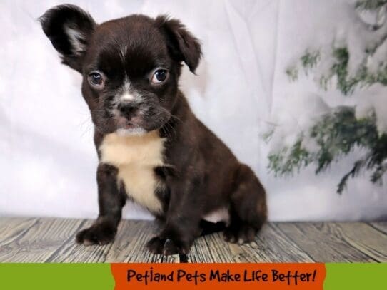 [#2073] Brindle Female French Bulldog Puppies For Sale