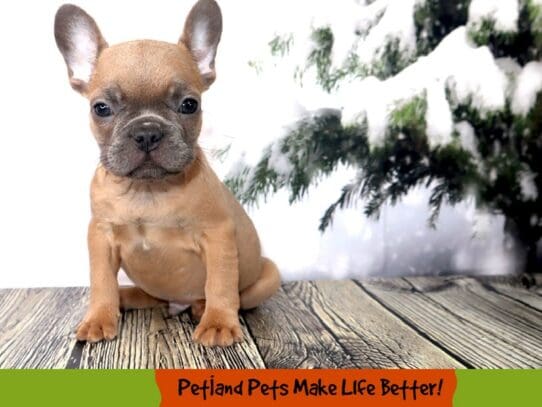 [#2057] Blue Fawn Male French Bulldog Puppies For Sale