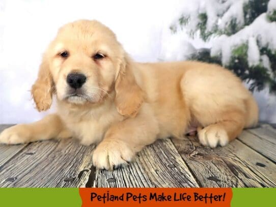 [#2059] Cream Male Golden Retriever Puppies For Sale