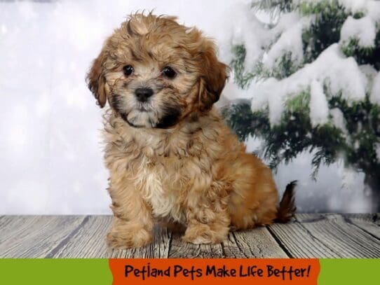 [#2064] Brown Female Teddy Bear Puppies For Sale