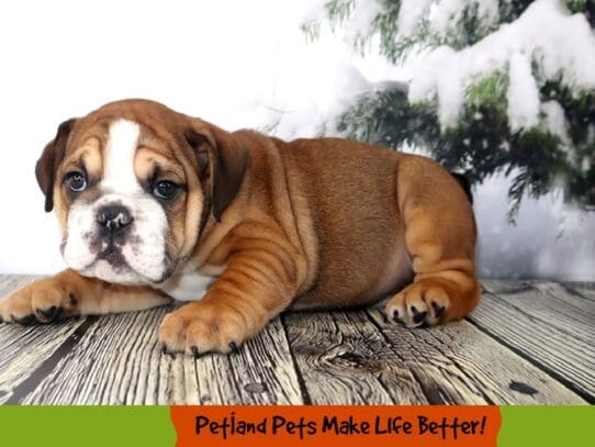 [#2067] Sable Male Bulldog Puppies For Sale