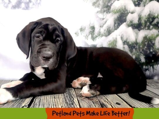 [#2068] Black and White Female Daniff Puppies For Sale