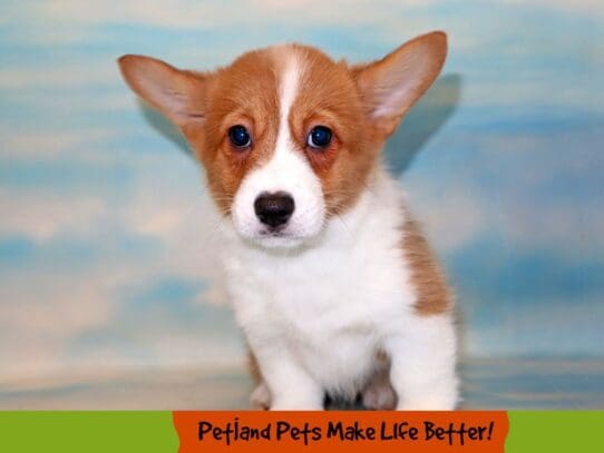 [#1831] Sable Female Pembroke Welsh Corgi Puppies For Sale