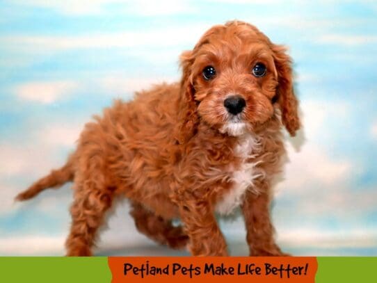 [#1832] Ruby Female Cavapoo Puppies For Sale