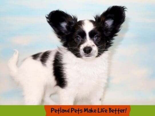 [#1795] Black and White Female Papillon Puppies For Sale
