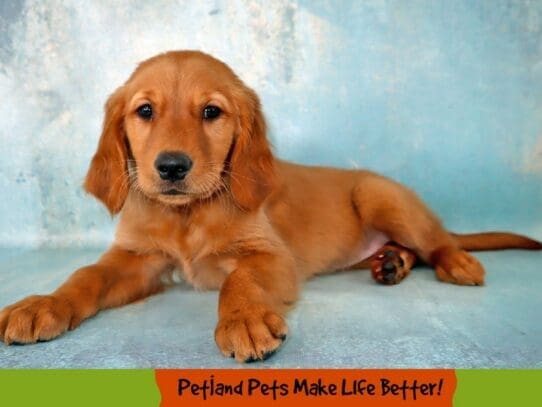 [#2018] Golden Female Golden Retriever Puppies For Sale