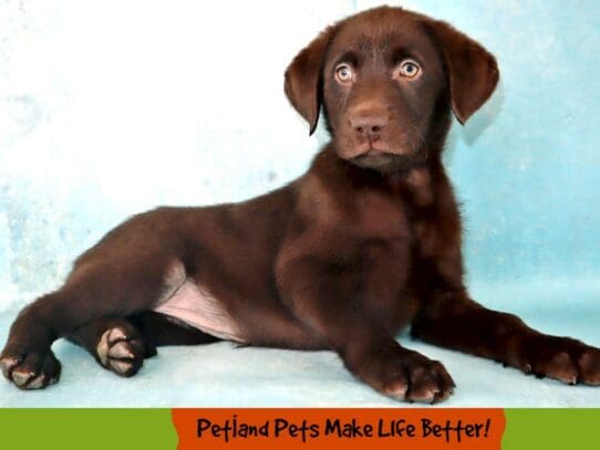 [#2035] Chocolate Female Labrador Retriever Puppies For Sale