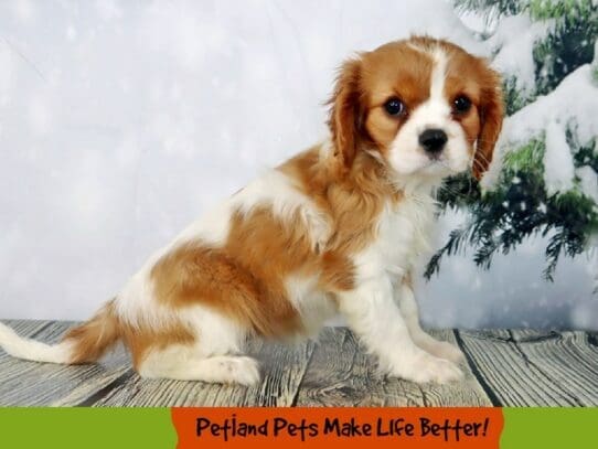 [#2072] Blenheim Female Cavalier King Charles Spaniel Puppies For Sale