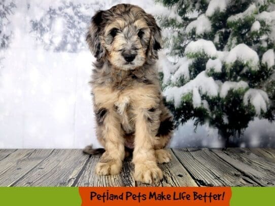 [#2061] Blue Merle Female Goldendoodle Puppies For Sale