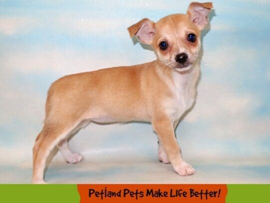 [#1841] Fawn Female Chihuahua Puppies For Sale