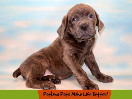 [#1838] Blue Male Cane Corso Puppies For Sale
