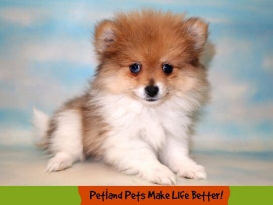 [#1839] Orange Sable Female Pomeranian Puppies For Sale