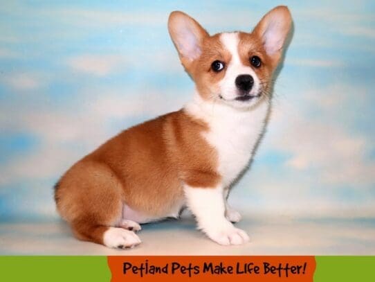 [#1849] Red / White Female Pembroke Welsh Corgi Puppies For Sale