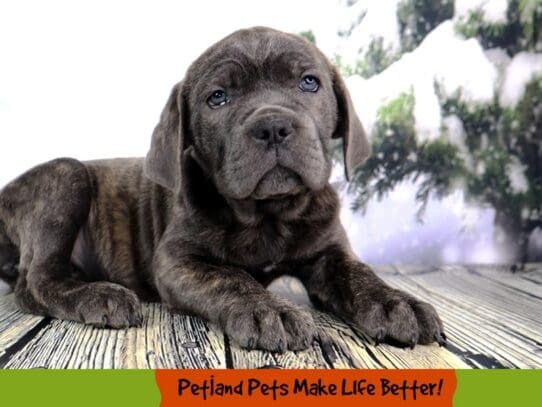 [#2079] Blue Female Cane Corso Puppies For Sale