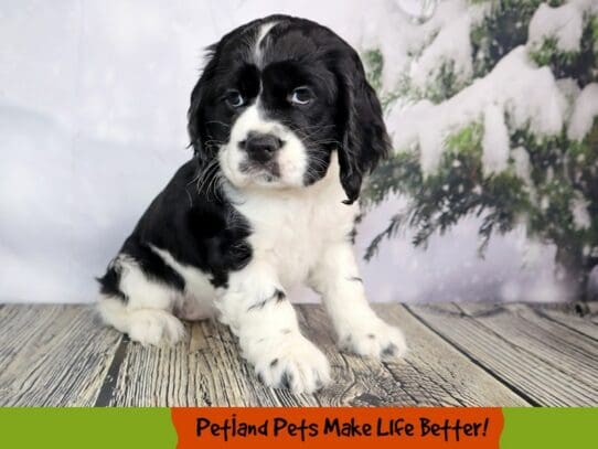 [#2084] Black Female Cocker Spaniel Puppies For Sale